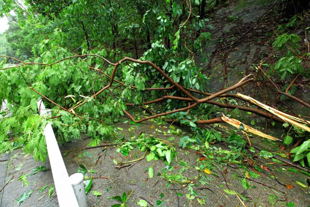 Tips on dealing with hurricane damage.